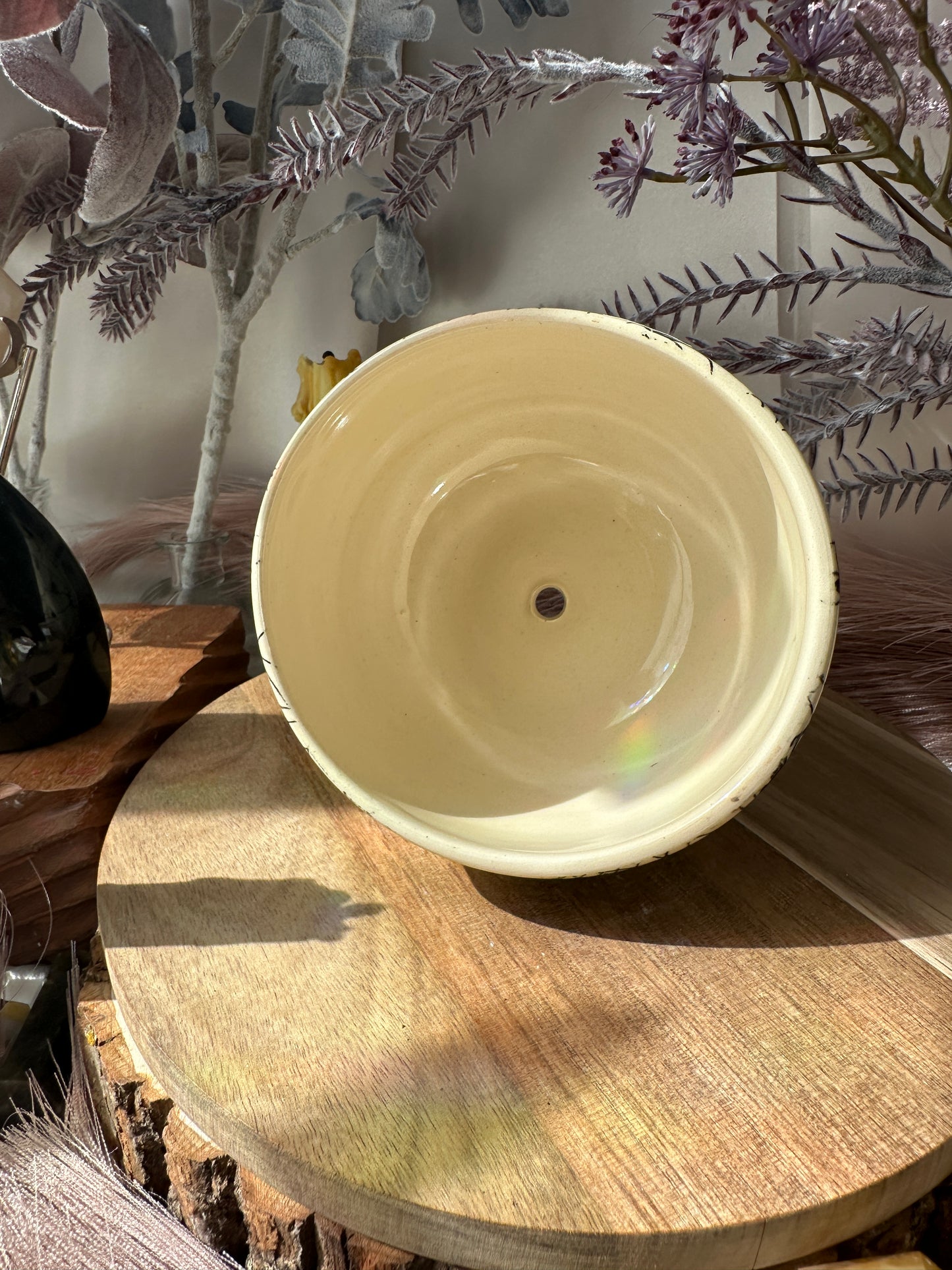 Spider Planter